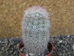 Echinocereus dasyacanthus výběr z květů, pot 5,5 cm - 12403088