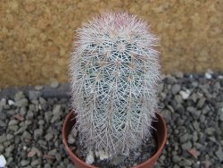 Echinocereus dasyacanthus výběr z květů, pot 5,5 cm - 12403089