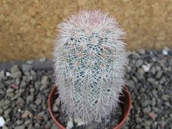 Echinocereus dasyacanthus výběr z květů, pot 5,5 cm - 12403091