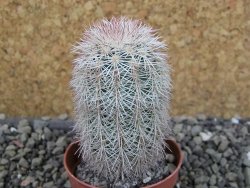 Echinocereus dasyacanthus výběr z květů, pot 5,5 cm - 12403092