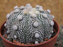 Astrophytum Hanazano Kabuto B  pot 6,5 cm - 12403194