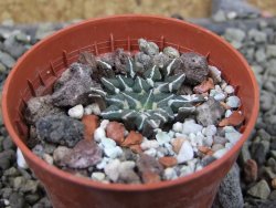 Ariocarpus kotschoubeyanus albiflorus Tula pot 5,5 cm - 12403260