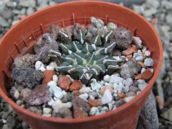 Ariocarpus kotschoubeyanus albiflorus Tula pot 5,5 cm - 12403261