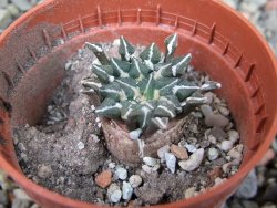 Ariocarpus kotschoubeyanus albiflorus Tula pot 5,5 cm - 12403262
