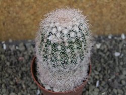 Echinocereus reichenbachii albispinus x bayleyi pot 6,5 cm - 12403275