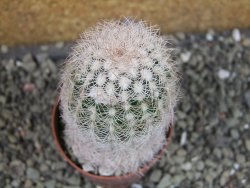 Echinocereus reichenbachii albispinus x bayleyi pot 6,5 cm - 12403276