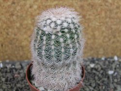 Echinocereus reichenbachii albispinus x bayleyi pot 6,5 cm - 12403277