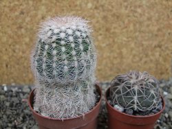 Echinocereus reichenbachii albispinus x bayleyi pot 6,5 cm - 12403278
