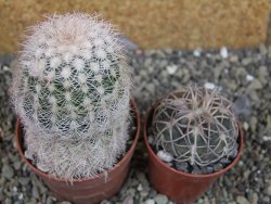 Echinocereus reichenbachii albispinus x bayleyi pot 6,5 cm - 12403279