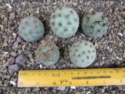Tephrocactus geometricus pět odnoží velikost L - 12403281