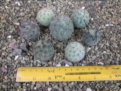 Tephrocactus geometricus sedm odnoží velikost M
