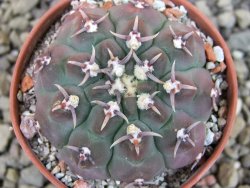 Gymnocalycium vatteri unguispinum, pot 5,5 cm - 12403358
