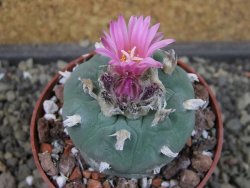 Lophophora fricii pot 6,5 cm