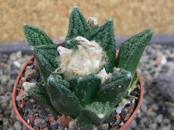 Ariocarpus fissuratus hintonii Matehuala pot 5,5 cm Cites IA - 12403410