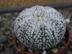 Astrophytum Super Kabuto hybrid pot 5,5 cm - 12403469