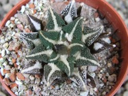 Ariocarpus kotschoubeyanus elephantidens Vista Hermosa pot 5,5 cm - 12403497