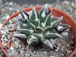 Ariocarpus kotschoubeyanus elephantidens Vista Hermosa pot 5,5 cm