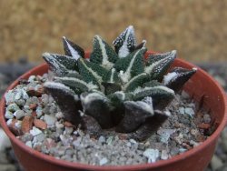 Ariocarpus kotschoubeyanus elephantidens Vista Hermosa pot 5,5 cm - 12403499