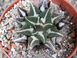 Ariocarpus kotschoubeyanus elephantidens Vista Hermosa pot 5,5 cm - 12403500
