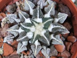 Ariocarpus kotschoubeyanus elephantidens Vista Hermosa pot 5,5 cm - 12403502