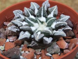 Ariocarpus kotschoubeyanus elephantidens Vista Hermosa pot 5,5 cm - 12403503