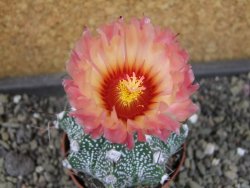 Astrophytum niveum X red flower oibo akabana, pot 6,5 cm - 12403514