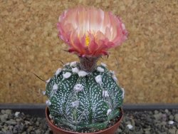 Astrophytum niveum X red flower oibo akabana, pot 6,5 cm - 12403515