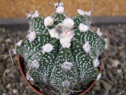 Astrophytum niveum X red flower oibo akabana, pot 6,5 cm - 12403516