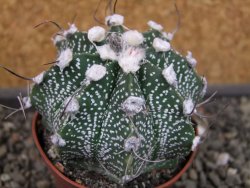 Astrophytum niveum X red flower oibo akabana, pot 6,5 cm - 12403517