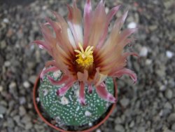 Astrophytum niveum X red flower oibo akabana, pot 5,5 cm - 12403519