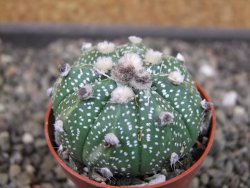 Astrophytum niveum X red flower oibo akabana, pot 5,5 cm - 12403521