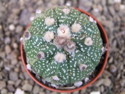 Astrophytum niveum X red flower oibo akabana, pot 5,5 cm - 12403522