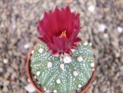Astrophytum niveum X red flower oibo akabana, pot 5,5 cm - 12403524