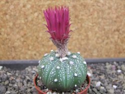 Astrophytum niveum X red flower oibo akabana, pot 5,5 cm - 12403525