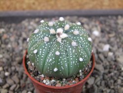 Astrophytum niveum X red flower oibo akabana, pot 5,5 cm - 12403526