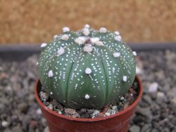 Astrophytum niveum X red flower oibo akabana, pot 5,5 cm - 12403527