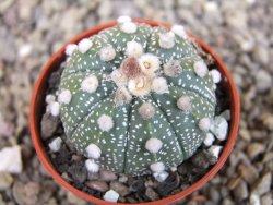 Astrophytum niveum X red flower oibo akabana, pot 5,5 cm - 12403532