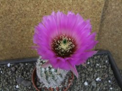 Echinocereus reichenbachii albispinus x bayleyi pot 8,5 cm - 12403540
