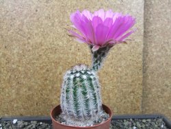 Echinocereus reichenbachii albispinus x bayleyi pot 8,5 cm - 12403541