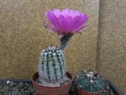 Echinocereus reichenbachii albispinus x bayleyi pot 8,5 cm - 12403542