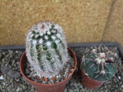 Echinocereus reichenbachii albispinus x bayleyi pot 8,5 cm - 12403543