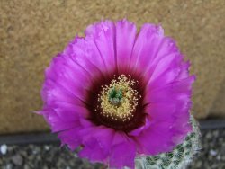 Echinocereus reichenbachii albispinus x bayleyi pot 8,5 cm - 12403545