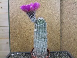 Echinocereus reichenbachii albispinus x bayleyi pot 8,5 cm - 12403546