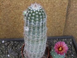Echinocereus reichenbachii albispinus x bayleyi pot 8,5 cm - 12403548