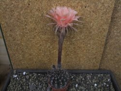 Echinopsis hybrid pot 5,5 cm - 12403555