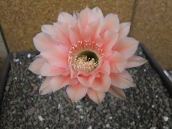 Echinopsis hybrid pot 5,5 cm - 12403557