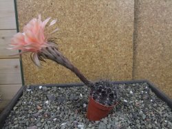 Echinopsis hybrid pot 5,5 cm - 12403558