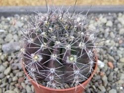 Echinopsis hybrid pot 5,5 cm - 12403559
