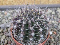 Echinopsis hybrid pot 5,5 cm - 12403560