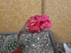 Echinopsis hybrid pot 5,5 cm - 12403562